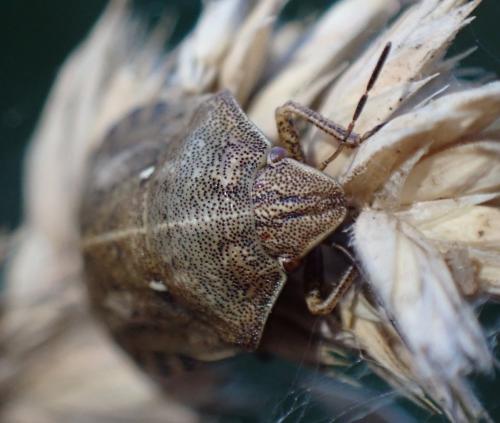 Eurygaster testudinaria
